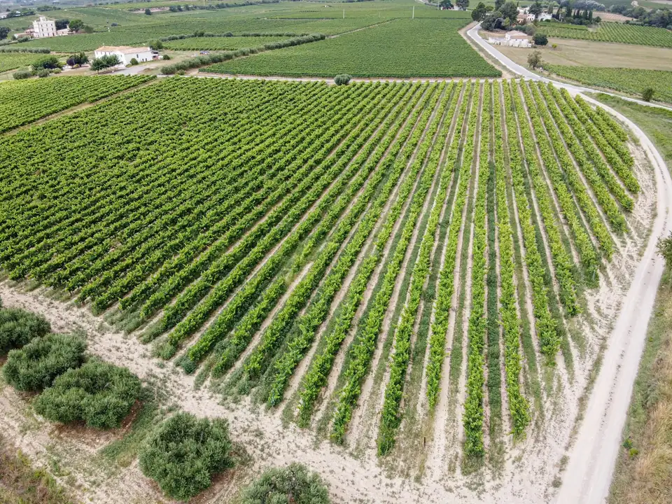 Vista aèria de camps a Vilafranca del Penedès